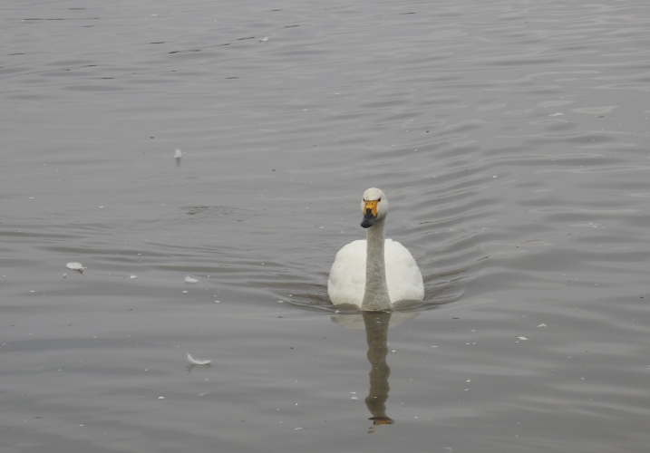 Bewick's swan on water